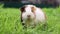 Funny guinea pig eating grass in the garden outdoors