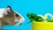 A funny guinea pig reaches for vegetables in a yellow plate on a blue background