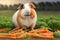 Funny guinea pig sits between a lot of delicious carrots