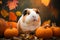 Funny guinea pig sits between pumpkins