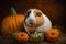 Funny guinea pig sits between pumpkins