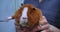 A funny guinea pig sits warily in the hands of a veterinarian The guinea pig was taken to the veterinarian for