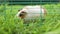 Funny guinea pig walking in a cage and eating grass in the garden outdoors