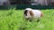 Funny guinea pig washing face and eating grass in the garden outdoors