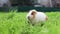 Funny guinea pig washing face and eating grass in the garden outdoors