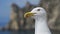 Funny gull looks into the camera and opens the key, shouts