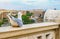 Funny gull sits on a parapet of the Altar of the Fatherland on the background ( blurred ) of the Great Roman Colosseum