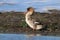 Funny haired Merganser with big head