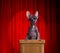 Funny hairless cat standing on a rostrum