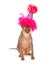 Funny Hairless Cat Wearing Birthday Hat