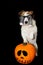 FUNNY HALLOWEEN DOG WEARING A ZOMBIE BLOODSHOT EYES GLASSES COSTUME WITH ITS PAWS OVER A ORANGE PUMPKIN ISOLATED AGAINST BLACK