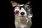 FUNNY HALLOWEEN DOG WEARING A ZOMBIE BLOODSHOT EYES GLASSES. ISO