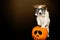 FUNNY HALLOWEEN DOG WEARING A ZOMBIE BLOODSHOT EYES GLASSES WITH ITS PAWS OVER A ORANGE PUMPKIN ISOLATED AGAINST BLACK BACKGROUND