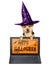 Funny Halloween dog witch hat laptop notebook wallpaper theme isolated