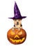 Funny Halloween dog witch hat peeping scary pumpkin isolated