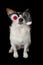 FUNNY HALLOWEEN JACK RUSSELL DOG WEARING A ZOMBIE BLOODSHOT EYES GLASSES COSTUME. ISOLATED AGAINST BLACK BACKGROUND