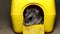 Funny hamster in the toy house. Dzungarian hamster sniffing close up. portrait of cute rodent.