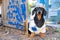 Funny handyman dachshund dog in paper homemade construction cap stands in the background painted wooden fence with blue