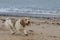 Funny happy basset hound dog having fun on beach walk