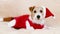 Funny happy christmas holiday dog wearing red santa costume with hat