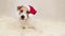 Funny happy christmas santa pet dog puppy, holiday background