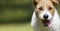 Funny happy crazy smiling pet dog puppy panting in summer, web banner