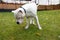 Funny happy cute dog breed american bulldog runs smiling in the fallen leaves. Orange golden autumn concept.