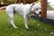 Funny happy cute dog breed american bulldog runs smiling in the fallen leaves. Orange golden autumn concept.