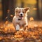 A funny happy cute dog puppy running, smiling in the leaves. Autumn fall background