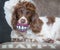 Funny happy dog teeth portrait 