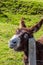 Funny happy donkey scratching.