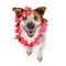 Funny Happy Hawaiian Dog