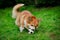 Funny happy pembroke corgi dog playing with a toy ball on a green lawn in the park. The dog grabbed the ball with its