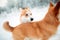 Funny Happy Pembroke Welsh Corgi Dog Playing, Fast Running Outdoor In Snow, Snowdrift At Winter Day.