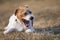 Funny happy pet dog smiling, laughing, yawning in the grass