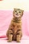 Funny happy tabby cat is playing on pink background