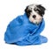 Funny havanese puppy after bath is covered with a blue towel