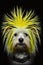 Funny havanese with a yellow mohawk on his head like a punk on a black background