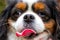 Funny head of a dog with pink tongue, Cavalier King Charles Spaniel