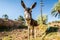 Funny head of donkey standing in moroccan oasis with palms