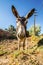 Funny head of donkey standing in moroccan oasis with palms