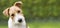 Funny head of a happy cute puppy pet dog - web banner idea