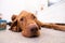 Funny head of hungarian vizsla dog in living room