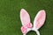 Funny headband with Easter bunny ears on green grass, top view.