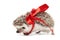 Funny hedgehog wrapped with red ribbon