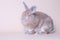 Funny hilarious baby bunny rabbit sitting on a solid pink background, large copy space