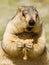 Funny himalayan marmot groundhog with bisÑuit on the green meadow