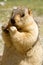 Funny himalayan marmot groundhog with bisÑuit on the green meadow