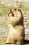 Funny himalayan marmot groundhog with bisÑuit on the green meadow