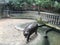 Funny hippopotamus in zoo of thailand. Amazing animals.